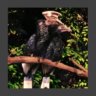 Hornbills In Love