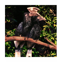 Hornbills In Love t-shirts