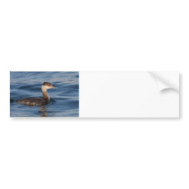 Horned Grebe Bumper Sticker