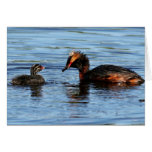 Horned Grebe with Chick Card