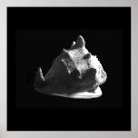 Horned Helmet Shell Cassis cornuta Poster