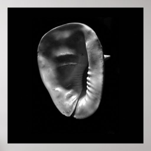 Horned Helmet Shell Cassis cornuta Posters