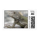 Horned Iguana Postage Stamp