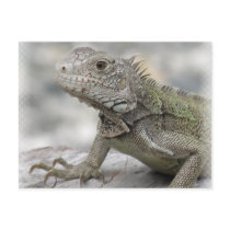 Horned Iguana Postcard