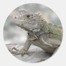 Horned Iguana Sicker Stickers
