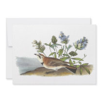 Horned Lark, John Audubon Personalized Announcement