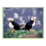 Horned Puffins Postcard