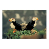 Horned Puffins posters