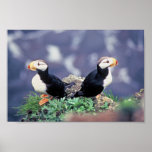 Horned Puffins Poster