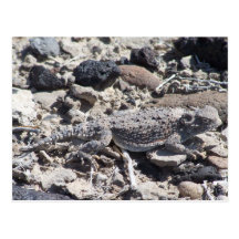 horned toad postcard