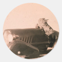Horny Toad Car Sticker