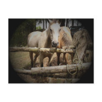 HORSE 1 Postcard