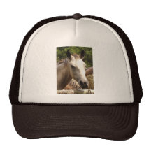 Horse 4,Hat