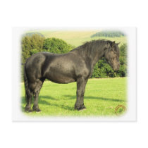 Horse 9A53D-20 postcards