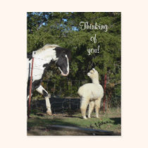 Horse Alpaca Postcard