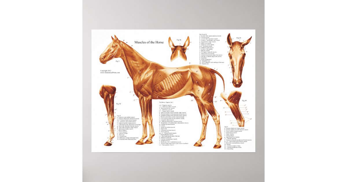 Horse Anatomy Muscles Poster | Zazzle