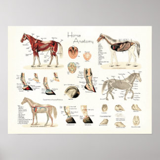 Veterinary Posters | Zazzle
