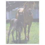 Horse And Colt Custom Letterhead