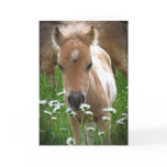 Horse and daisies greeting card