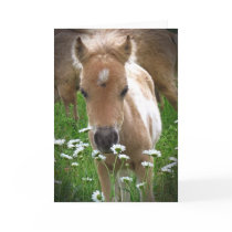 Horse and daisies greeting card