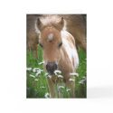 Horse and daisies cards by BryonTiffDesign Horse and daisies cards