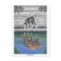 Horse and Foal - Horse Water Reflection Post Cards