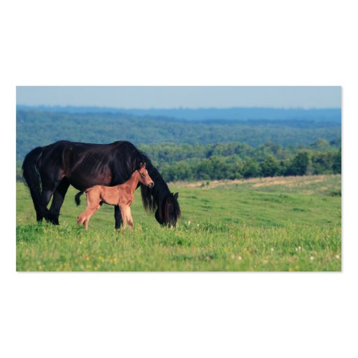 Horse and Foal on a meadow Business Card (back side)