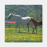 Horse and her foal standing in a field magnets