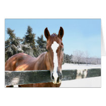 Horse and snow cards