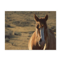 Horse and Western Background postcards