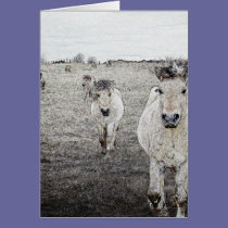 horse art 1 cards
