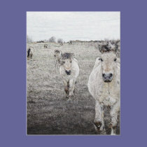 horse art 1 postcards