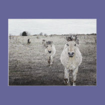 horse art 1 postcards