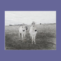 horse art 2 postcards