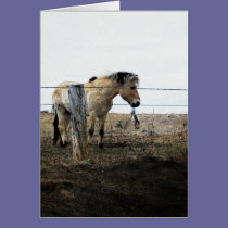 horse art 4 cards