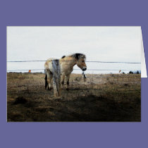 horse art 4 cards