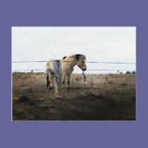 horse art 4 postcards