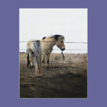 horse art 4 postcards