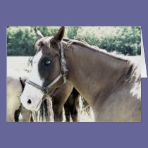 horse art 6 cards