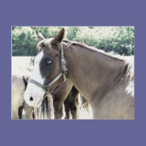 horse art 6 postcards