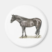 Horse Art Magnets