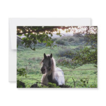 Horse at a fence invitations by A_Phoenix Horse at a fence invitations