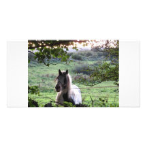 Horse at a fence photo greeting card