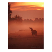Horse at sunrise post card