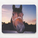 Horse at Sunset mousepads