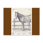 Horse at the Fence Postcards