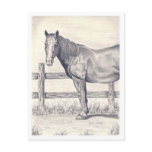 Horse at the Fence Post Card