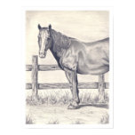 Horse at the Fence Posters