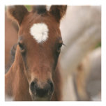 Horse Baby Invitation