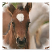 Horse Baby Poster Print posters